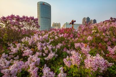 晨光中的丁香公园丁香满园