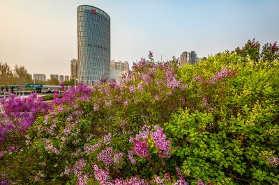 晨光中的丁香公园丁香满园