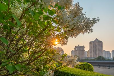 松花江公路大桥桥头丁香花盛开