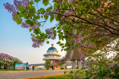 松花江公路大桥桥头丁香花盛开