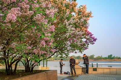 松花江公路大桥桥头丁香花盛开