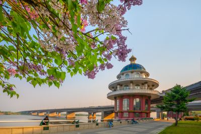松花江公路大桥桥头丁香花盛开
