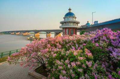 松花江公路大桥桥头丁香花盛开