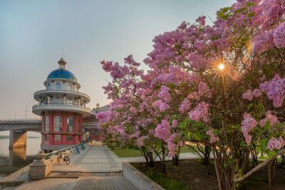 松花江公路大桥桥头丁香花盛开