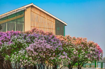 松花江公路大桥桥头丁香花盛开