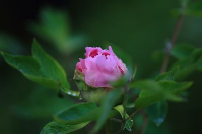 太阳岛牡丹花盛开
