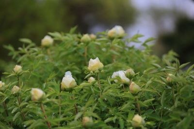 太阳岛牡丹花盛开
