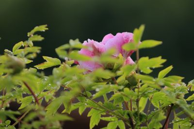 太阳岛牡丹花盛开