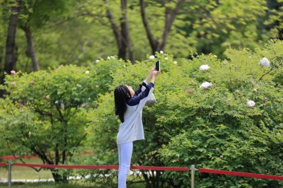 太阳岛牡丹花