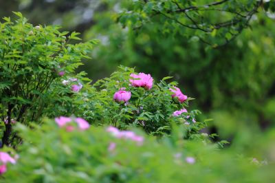 太阳岛牡丹花