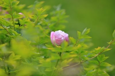 太阳岛牡丹花