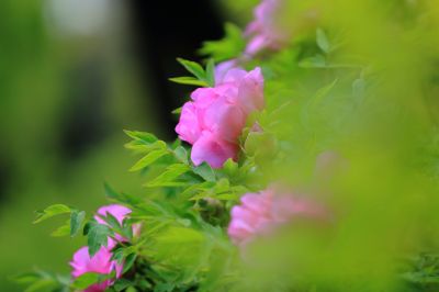 太阳岛牡丹花