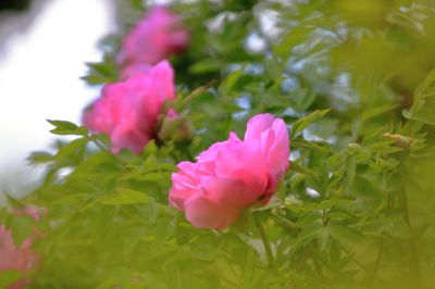 太阳岛牡丹花