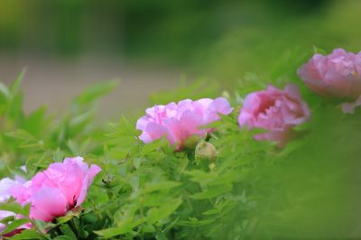 太阳岛牡丹花