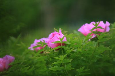 太阳岛牡丹花