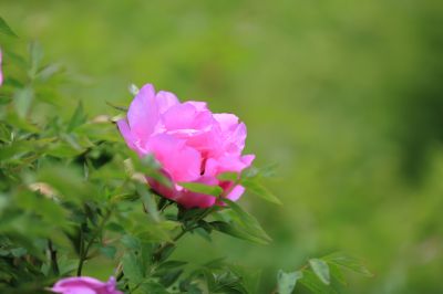 太阳岛牡丹花