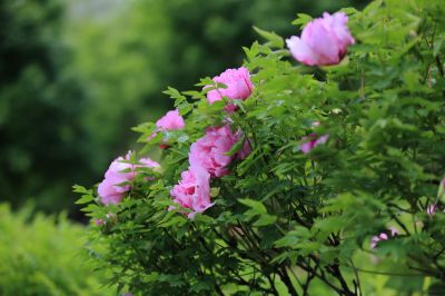 太阳岛牡丹花