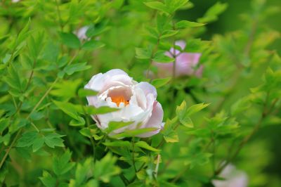 太阳岛牡丹花