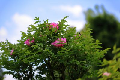太阳岛牡丹花
