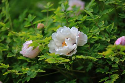 太阳岛牡丹花
