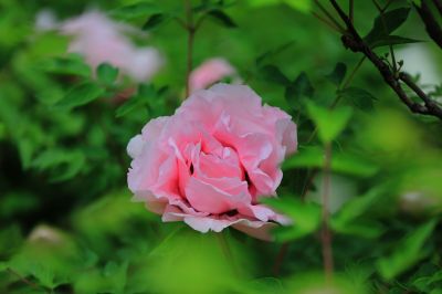 太阳岛牡丹花