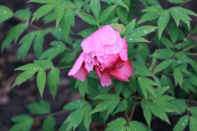 太阳岛牡丹花
