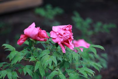 太阳岛牡丹花