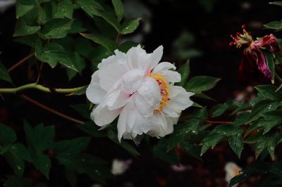 太阳岛牡丹花