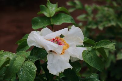 太阳岛牡丹花