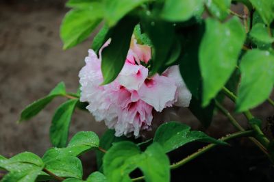太阳岛牡丹花