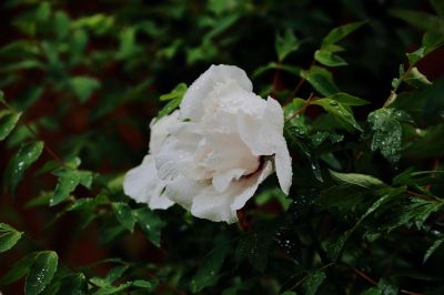 太阳岛牡丹花