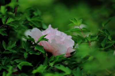 太阳岛牡丹花
