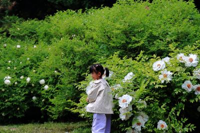 太阳岛牡丹花