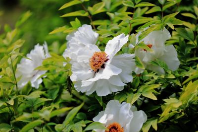 太阳岛牡丹花