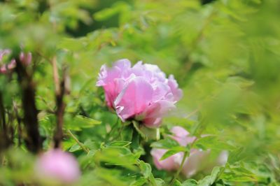 太阳岛牡丹花