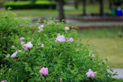 太阳岛牡丹花