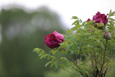 太阳岛牡丹花