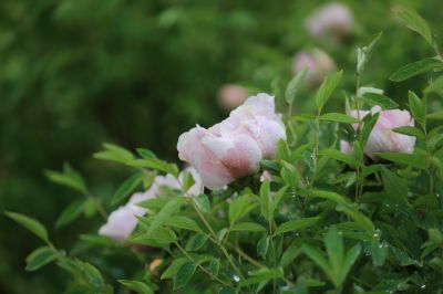 太阳岛牡丹花