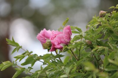 太阳岛牡丹花牡丹花