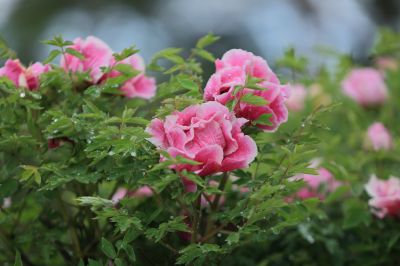 太阳岛牡丹花牡丹花
