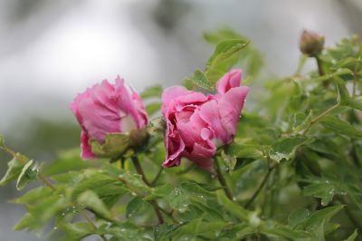 太阳岛牡丹花牡丹花