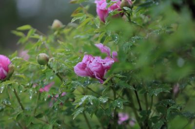 太阳岛牡丹花牡丹花
