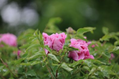 太阳岛牡丹花牡丹花