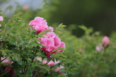 太阳岛牡丹花牡丹花