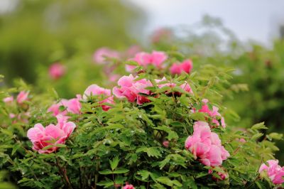 太阳岛牡丹花牡丹花