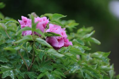 太阳岛牡丹花牡丹花