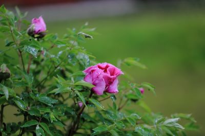 太阳岛牡丹花牡丹花