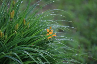 打苞萱草黄花菜