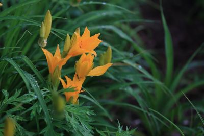 打苞萱草黄花菜