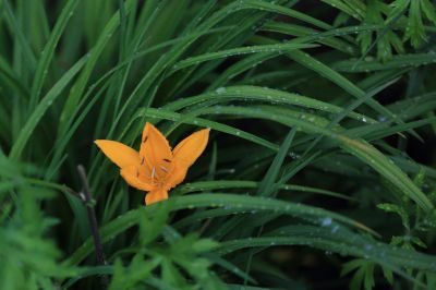 打苞萱草黄花菜